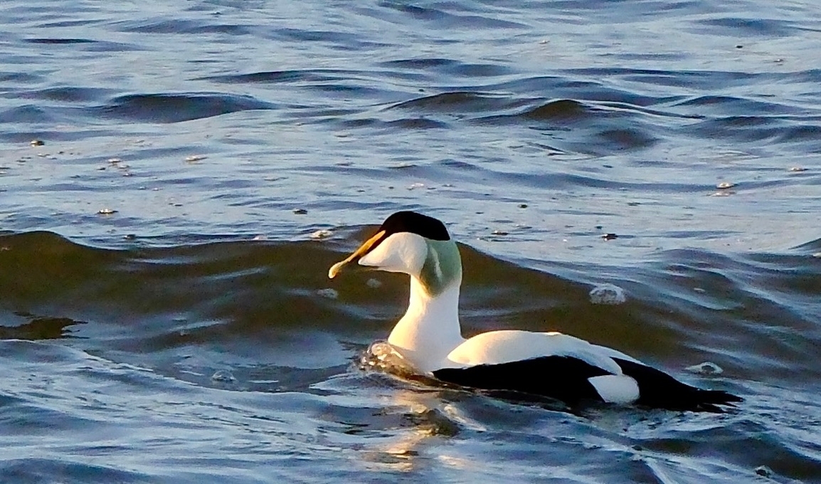 Eider Duck - John Wilson